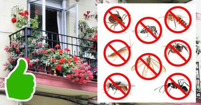 Mẹo diệt côn trùng trong nhà không hóa chất