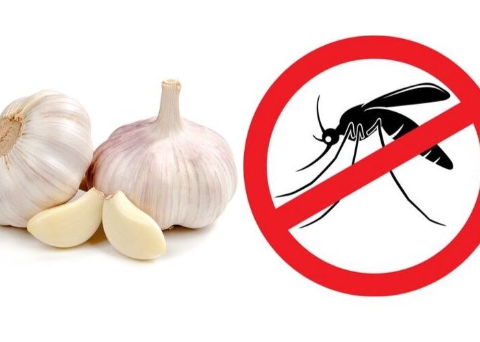 6 cách đuổi muỗi trong phòng ngủ dễ ợt chỉ với vài nguyên liệu sẵn có