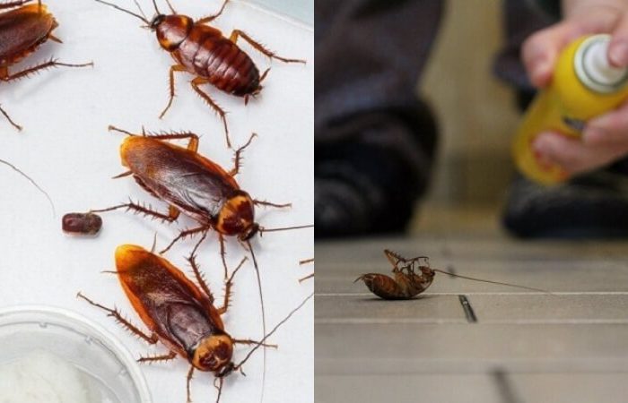 Gợi ý 10 mẹo hay giúp bạn đuổi thằn lằn ra khỏi nhà một cách hiệu quả