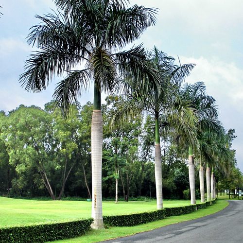 Dịch vụ trồng cây công trình