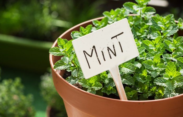 Mùa hè trồng 3 loại cây này cho không gian sống xanh mát Mùa hè trồng 3 loại cây này cho không gian sống xanh mát